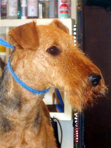 Kalua Dabsquoui Karcajou