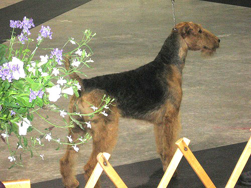 Kalua Dabsquoui Karcajou