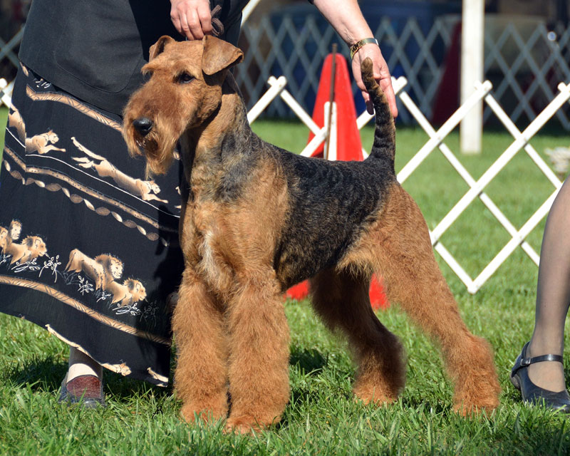 Ch. Kalua Dabsquoui Kabotine