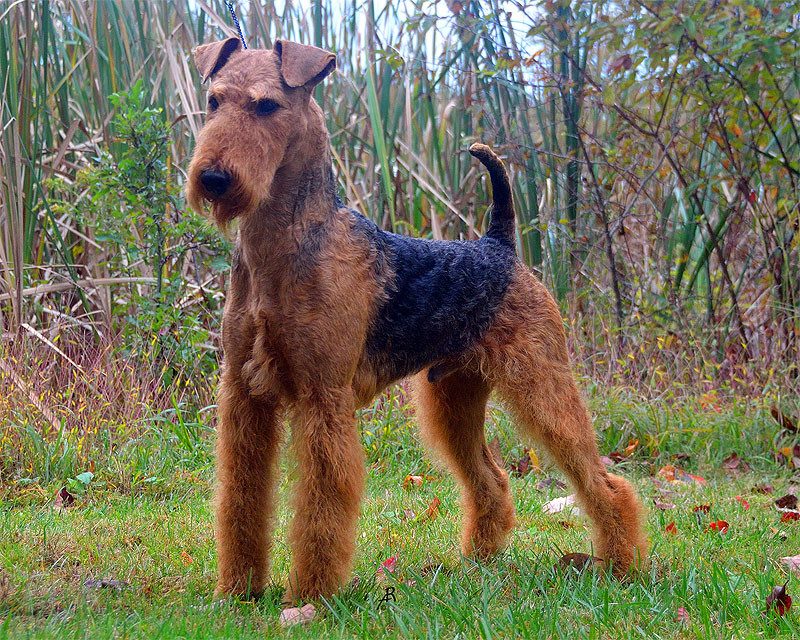 Ch. Hat Trick’s Brisline Bo Helio