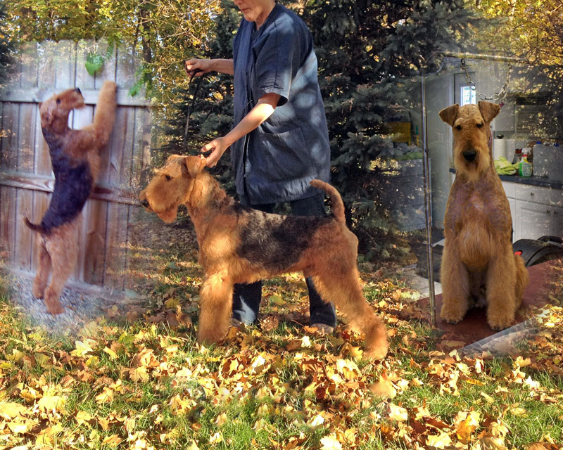 Timberwick Rev It Up